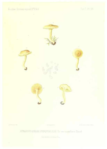 Reproducción/Reproduction 9800885384: Icones mycologicæ, ou Iconographie des champignons de France principalement Discomycetes,. Paris :P. Klincksieck, L. Lhomme, successeur,1905-10.