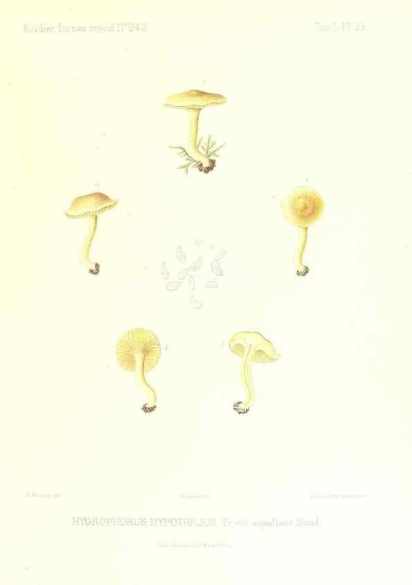 Reproducción/Reproduction 9800885384: Icones mycologicæ, ou Iconographie des champignons de France principalement Discomycetes,. Paris :P. Klincksieck, L. Lhomme, successeur,1905-10.