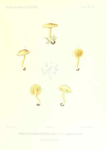 Reproducción/Reproduction 9800885384: Icones mycologicæ, ou Iconographie des champignons de France principalement Discomycetes,. Paris :P. Klincksieck, L. Lhomme, successeur,1905-10.