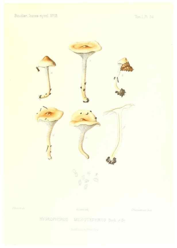 Reproducción/Reproduction 9800948663: Icones mycologicæ, ou Iconographie des champignons de France principalement Discomycetes,. Paris :P. Klincksieck, L. Lhomme, successeur,1905-10.