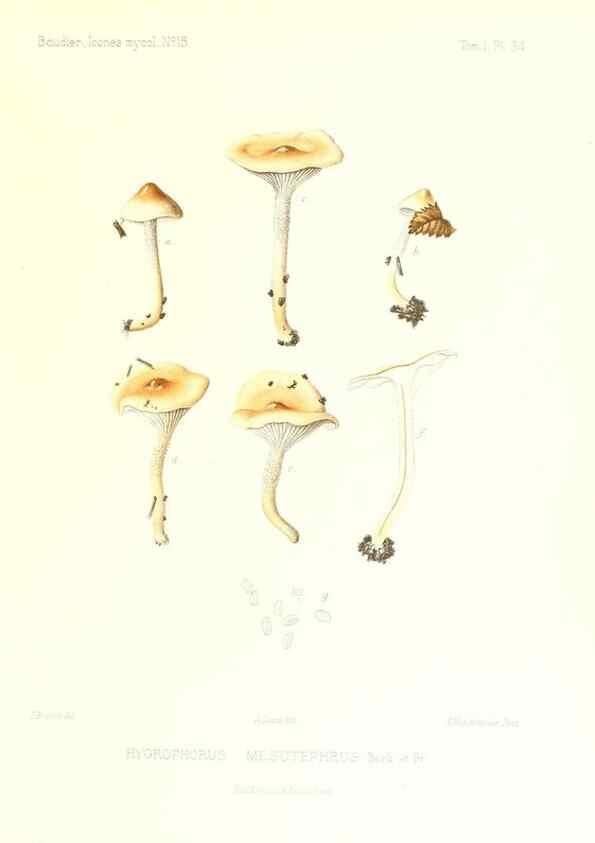 Reproducción/Reproduction 9800948663: Icones mycologicæ, ou Iconographie des champignons de France principalement Discomycetes,. Paris :P. Klincksieck, L. Lhomme, successeur,1905-10.