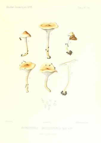 Reproducción/Reproduction 9800948663: Icones mycologicæ, ou Iconographie des champignons de France principalement Discomycetes,. Paris :P. Klincksieck, L. Lhomme, successeur,1905-10.