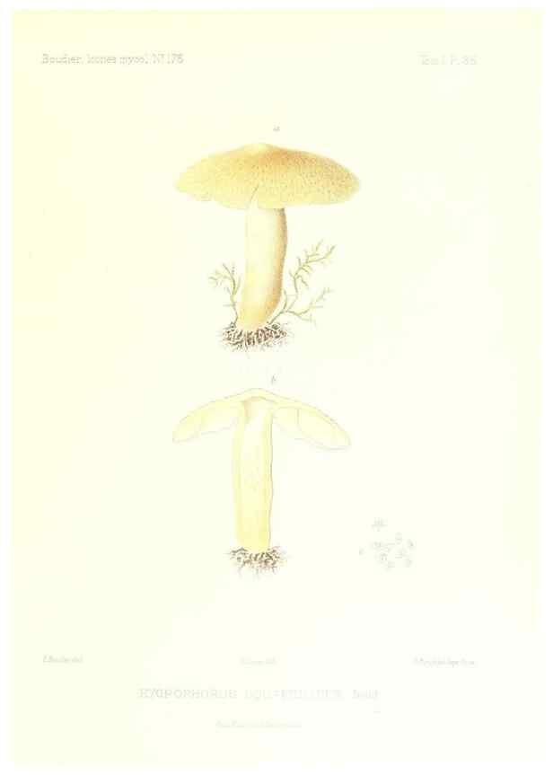 Reproducción/Reproduction 9800888604: Icones mycologicæ, ou Iconographie des champignons de France principalement Discomycetes,. Paris :P. Klincksieck, L. Lhomme, successeur,1905-10.