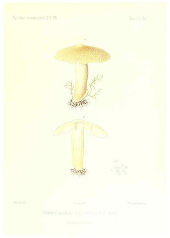 Reproducción/Reproduction 9800888604: Icones mycologicæ, ou Iconographie des champignons de France principalement Discomycetes,. Paris :P. Klincksieck, L. Lhomme, successeur,1905-10.