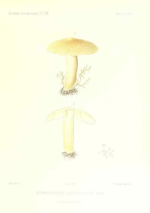 Reproducción/Reproduction 9800888604: Icones mycologicæ, ou Iconographie des champignons de France principalement Discomycetes,. Paris :P. Klincksieck, L. Lhomme, successeur,1905-10.