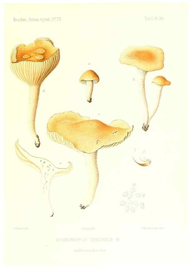 Reproducción/Reproduction 9800868515: Icones mycologicæ, ou Iconographie des champignons de France principalement Discomycetes,. Paris :P. Klincksieck, L. Lhomme, successeur,1905-10.