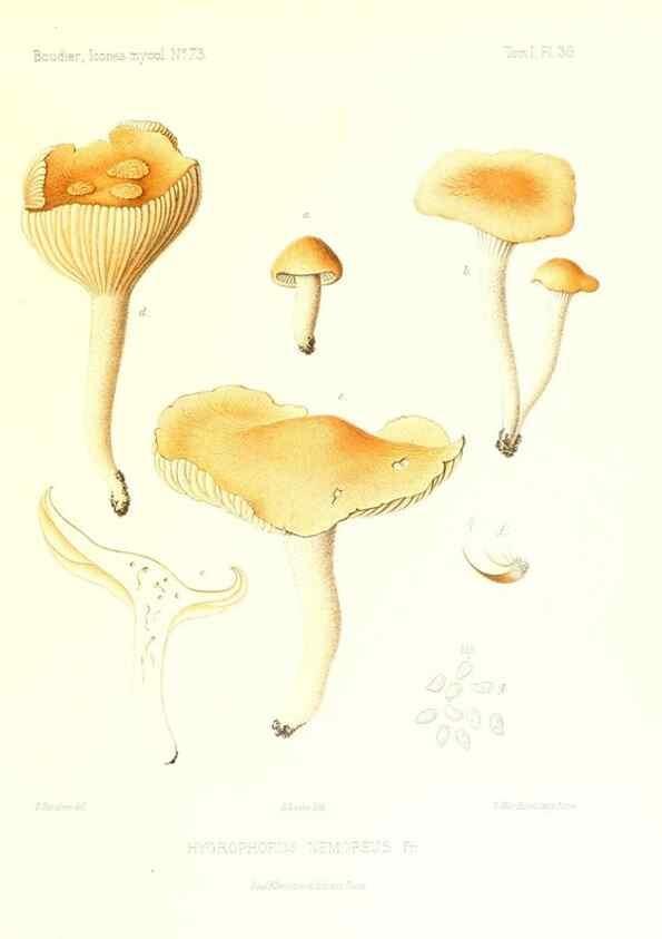 Reproducción/Reproduction 9800868515: Icones mycologicæ, ou Iconographie des champignons de France principalement Discomycetes,. Paris :P. Klincksieck, L. Lhomme, successeur,1905-10.