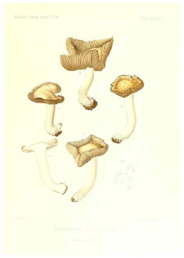 Reproducción/Reproduction 9800870575: Icones mycologicæ, ou Iconographie des champignons de France principalement Discomycetes,. Paris :P. Klincksieck, L. Lhomme, successeur,1905-10.