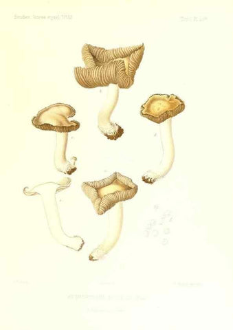 Reproducción/Reproduction 9800870575: Icones mycologicæ, ou Iconographie des champignons de France principalement Discomycetes,. Paris :P. Klincksieck, L. Lhomme, successeur,1905-10.