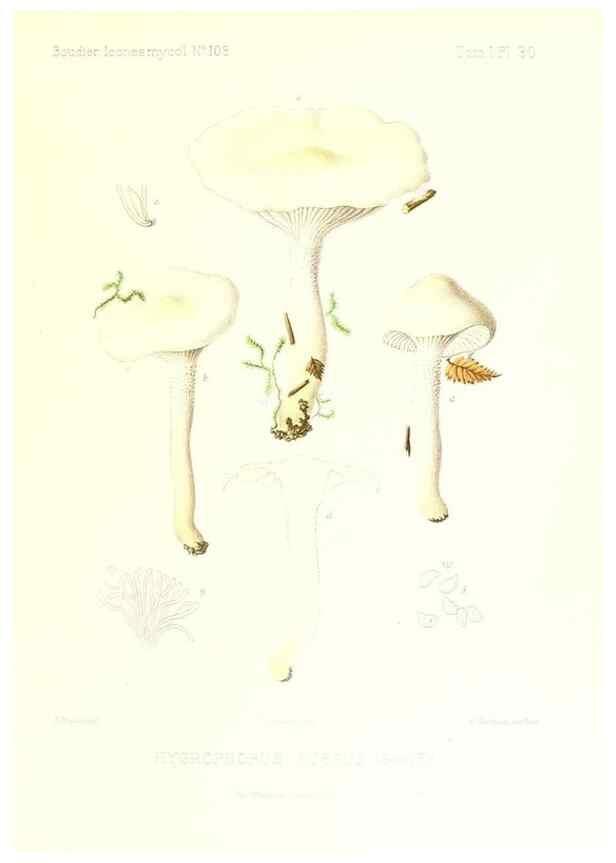 Reproducción/Reproduction 9800879284: Icones mycologicæ, ou Iconographie des champignons de France principalement Discomycetes,. Paris :P. Klincksieck, L. Lhomme, successeur,1905-10.