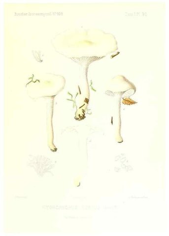 Reproducción/Reproduction 9800879284: Icones mycologicæ, ou Iconographie des champignons de France principalement Discomycetes,. Paris :P. Klincksieck, L. Lhomme, successeur,1905-10.