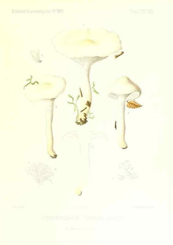 Reproducción/Reproduction 9800879284: Icones mycologicæ, ou Iconographie des champignons de France principalement Discomycetes,. Paris :P. Klincksieck, L. Lhomme, successeur,1905-10.