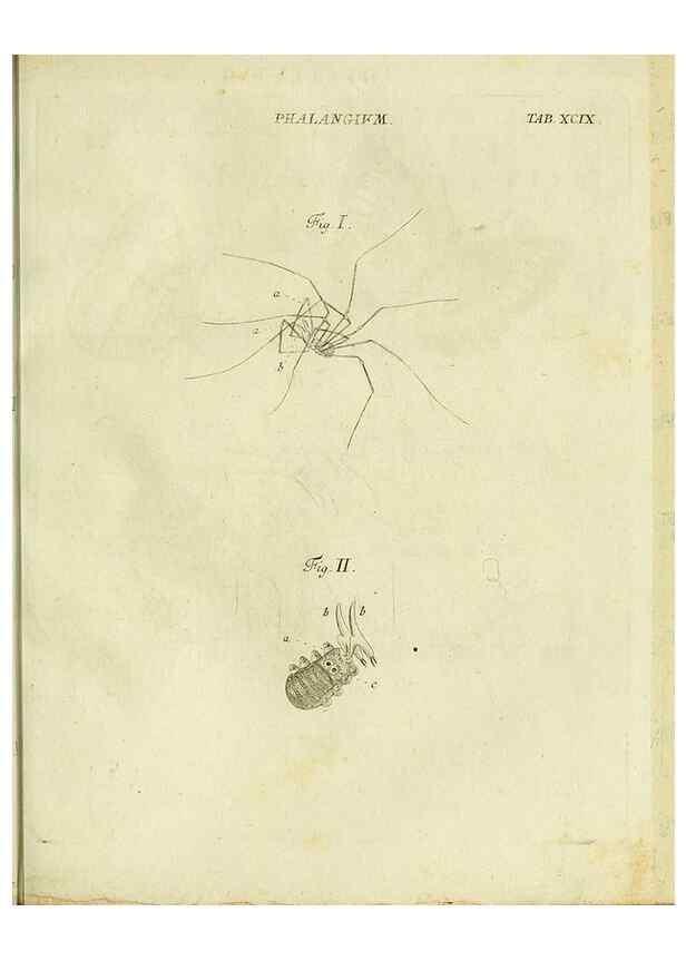 Reproducción/Reproduction 9730192801: Iacobi Christiani Shaefferi Icones insectorvm circa Ratisbonam :. Ratisbonae :Typis Zeitlerianis,1791.