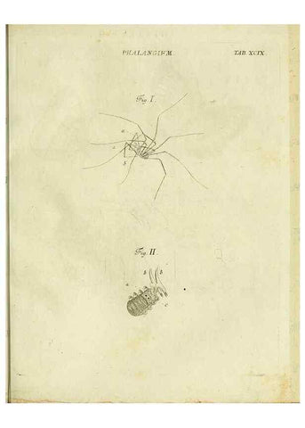 Reproducción/Reproduction 9730192801: Iacobi Christiani Shaefferi Icones insectorvm circa Ratisbonam :. Ratisbonae :Typis Zeitlerianis,1791.