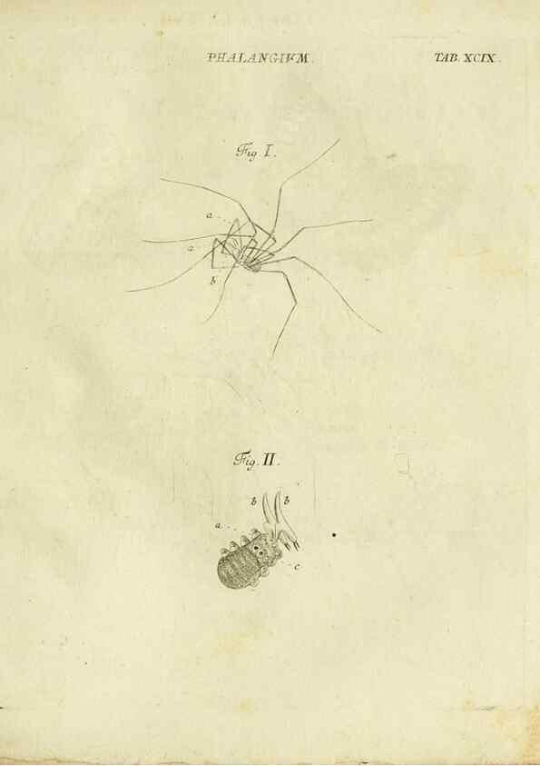 Reproducción/Reproduction 9730192801: Iacobi Christiani Shaefferi Icones insectorvm circa Ratisbonam :. Ratisbonae :Typis Zeitlerianis,1791.