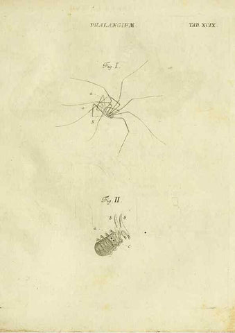 Reproducción/Reproduction 9730192801: Iacobi Christiani Shaefferi Icones insectorvm circa Ratisbonam :. Ratisbonae :Typis Zeitlerianis,1791.