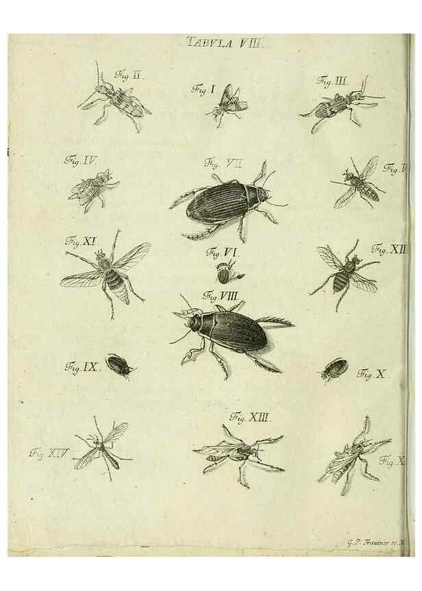 Reproducción/Reproduction 9733418738: Iacobi Christiani Shaefferi Icones insectorvm circa Ratisbonam :. Ratisbonae :Typis Zeitlerianis,1791.