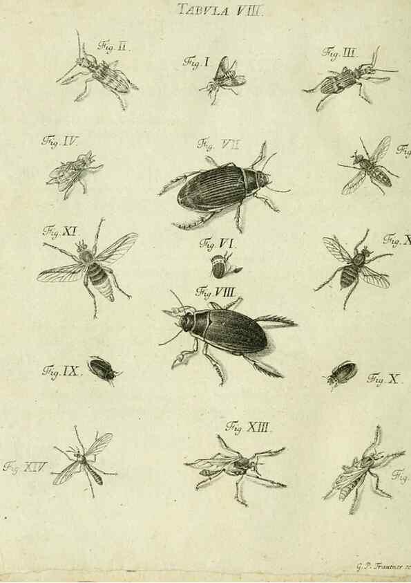 Reproducción/Reproduction 9733418738: Iacobi Christiani Shaefferi Icones insectorvm circa Ratisbonam :. Ratisbonae :Typis Zeitlerianis,1791.
