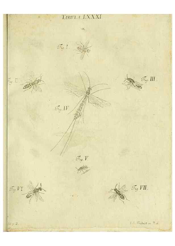 Reproducción/Reproduction 9730190605: Iacobi Christiani Shaefferi Icones insectorvm circa Ratisbonam :. Ratisbonae :Typis Zeitlerianis,1791.