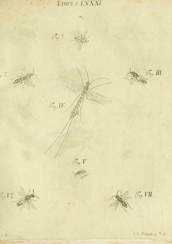 Reproducción/Reproduction 9730190605: Iacobi Christiani Shaefferi Icones insectorvm circa Ratisbonam :. Ratisbonae :Typis Zeitlerianis,1791.