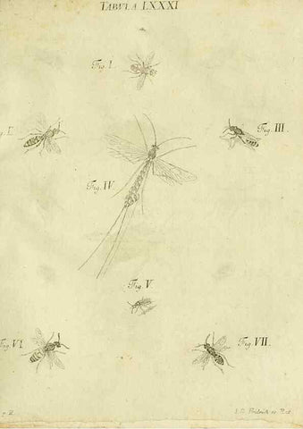 Reproducción/Reproduction 9730190605: Iacobi Christiani Shaefferi Icones insectorvm circa Ratisbonam :. Ratisbonae :Typis Zeitlerianis,1791.