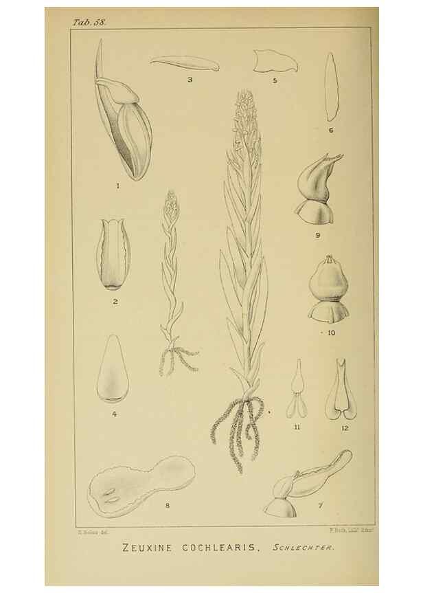 Reproducción/Reproduction 9732564022: Icones orchidearum austro-africanarum extra-tropicarum :. London :W. Wesley,1896-1913.