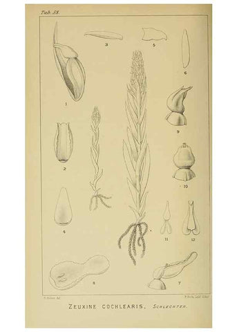 Reproducción/Reproduction 9732564022: Icones orchidearum austro-africanarum extra-tropicarum :. London :W. Wesley,1896-1913.