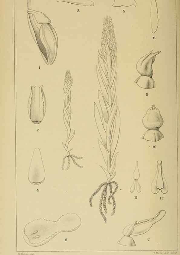 Reproducción/Reproduction 9732564022: Icones orchidearum austro-africanarum extra-tropicarum :. London :W. Wesley,1896-1913.