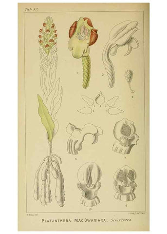 Reproducción/Reproduction 9729345429: Icones orchidearum austro-africanarum extra-tropicarum :. London :W. Wesley,1896-1913.