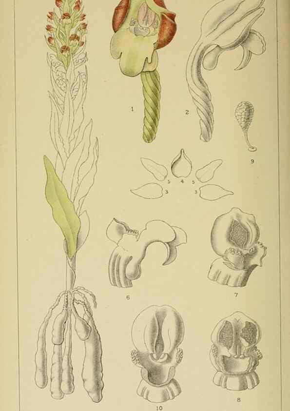 Reproducción/Reproduction 9729345429: Icones orchidearum austro-africanarum extra-tropicarum :. London :W. Wesley,1896-1913.