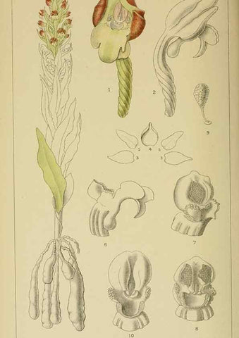 Reproducción/Reproduction 9729345429: Icones orchidearum austro-africanarum extra-tropicarum :. London :W. Wesley,1896-1913.
