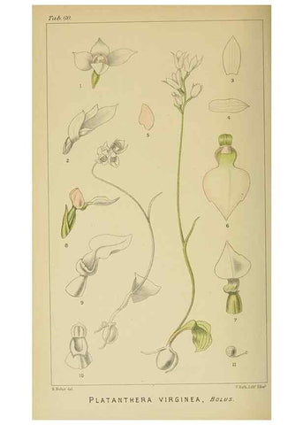 Reproducción/Reproduction 9732571656: Icones orchidearum austro-africanarum extra-tropicarum :. London :W. Wesley,1896-1913.