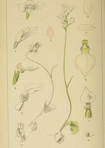 Reproducción/Reproduction 9732571656: Icones orchidearum austro-africanarum extra-tropicarum :. London :W. Wesley,1896-1913.