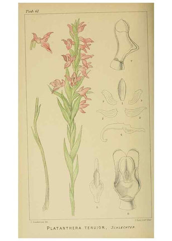 Reproducción/Reproduction 9732573314: Icones orchidearum austro-africanarum extra-tropicarum :. London :W. Wesley,1896-1913.