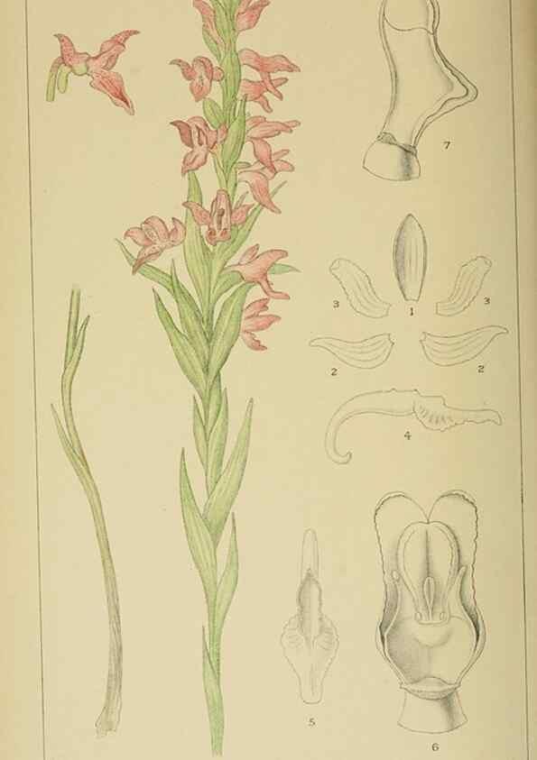 Reproducción/Reproduction 9732573314: Icones orchidearum austro-africanarum extra-tropicarum :. London :W. Wesley,1896-1913.