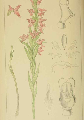 Reproducción/Reproduction 9732573314: Icones orchidearum austro-africanarum extra-tropicarum :. London :W. Wesley,1896-1913.