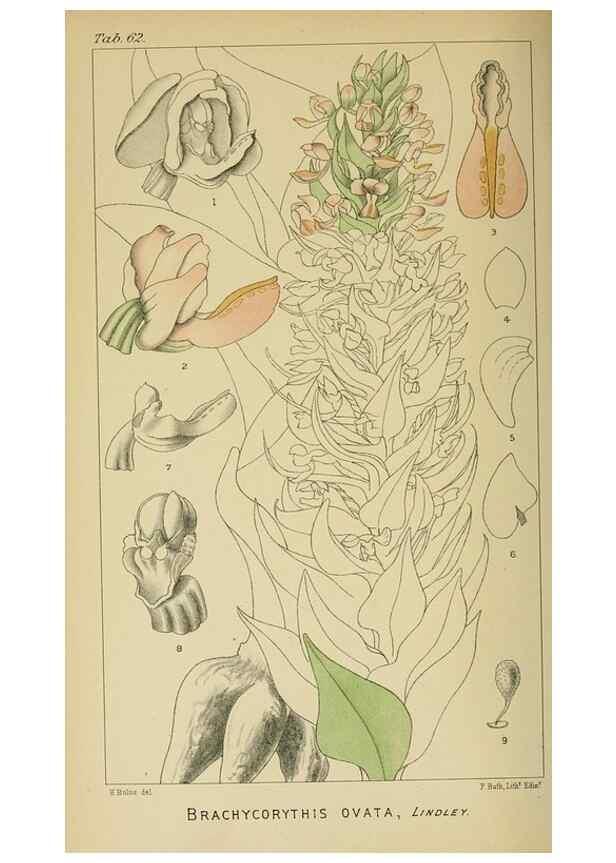 Reproducción/Reproduction 9729350675: Icones orchidearum austro-africanarum extra-tropicarum :. London :W. Wesley,1896-1913.