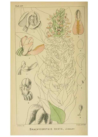 Reproducción/Reproduction 9729350675: Icones orchidearum austro-africanarum extra-tropicarum :. London :W. Wesley,1896-1913.