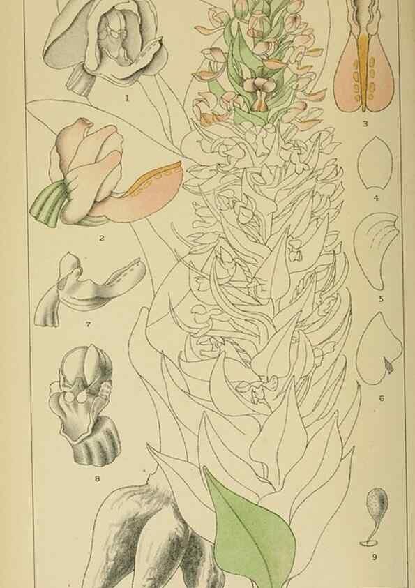 Reproducción/Reproduction 9729350675: Icones orchidearum austro-africanarum extra-tropicarum :. London :W. Wesley,1896-1913.