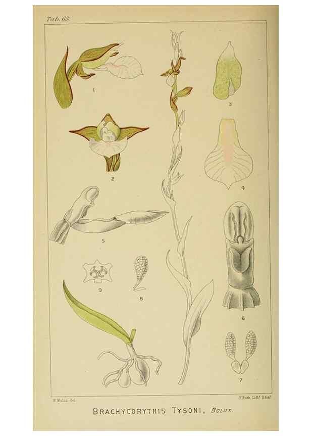 Reproducción/Reproduction 9729352931: Icones orchidearum austro-africanarum extra-tropicarum :. London :W. Wesley,1896-1913.