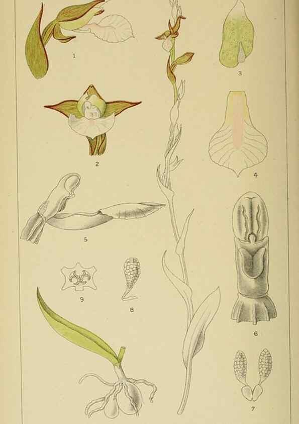Reproducción/Reproduction 9729352931: Icones orchidearum austro-africanarum extra-tropicarum :. London :W. Wesley,1896-1913.