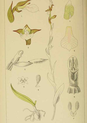 Reproducción/Reproduction 9729352931: Icones orchidearum austro-africanarum extra-tropicarum :. London :W. Wesley,1896-1913.