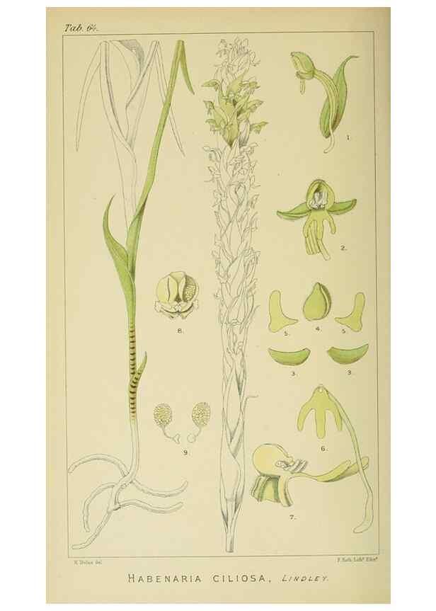 Reproducción/Reproduction 9729354647: Icones orchidearum austro-africanarum extra-tropicarum :. London :W. Wesley,1896-1913.