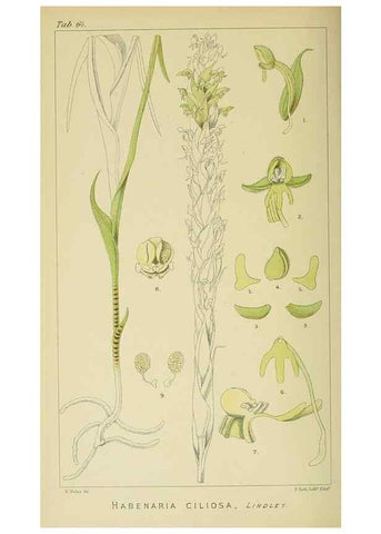 Reproducción/Reproduction 9729354647: Icones orchidearum austro-africanarum extra-tropicarum :. London :W. Wesley,1896-1913.