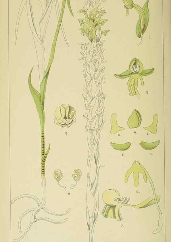 Reproducción/Reproduction 9729354647: Icones orchidearum austro-africanarum extra-tropicarum :. London :W. Wesley,1896-1913.