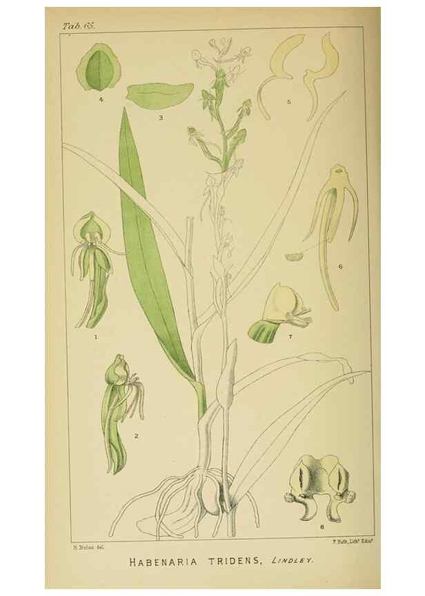 Reproducción/Reproduction 9732581148: Icones orchidearum austro-africanarum extra-tropicarum :. London :W. Wesley,1896-1913.