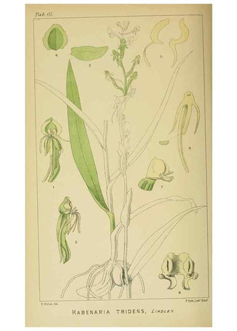 Reproducción/Reproduction 9732581148: Icones orchidearum austro-africanarum extra-tropicarum :. London :W. Wesley,1896-1913.
