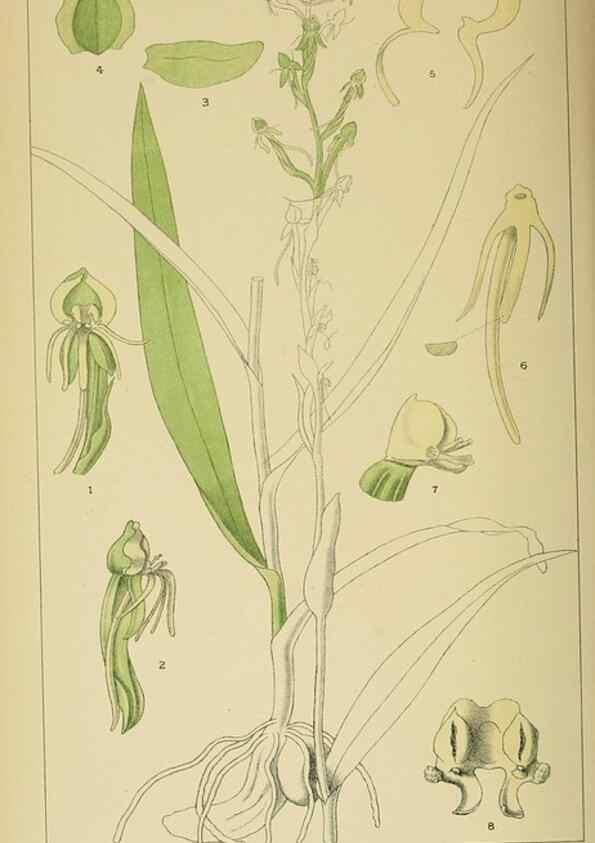 Reproducción/Reproduction 9732581148: Icones orchidearum austro-africanarum extra-tropicarum :. London :W. Wesley,1896-1913.