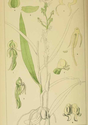 Reproducción/Reproduction 9732581148: Icones orchidearum austro-africanarum extra-tropicarum :. London :W. Wesley,1896-1913.