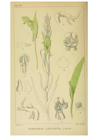 Reproducción/Reproduction 9732583040: Icones orchidearum austro-africanarum extra-tropicarum :. London :W. Wesley,1896-1913.
